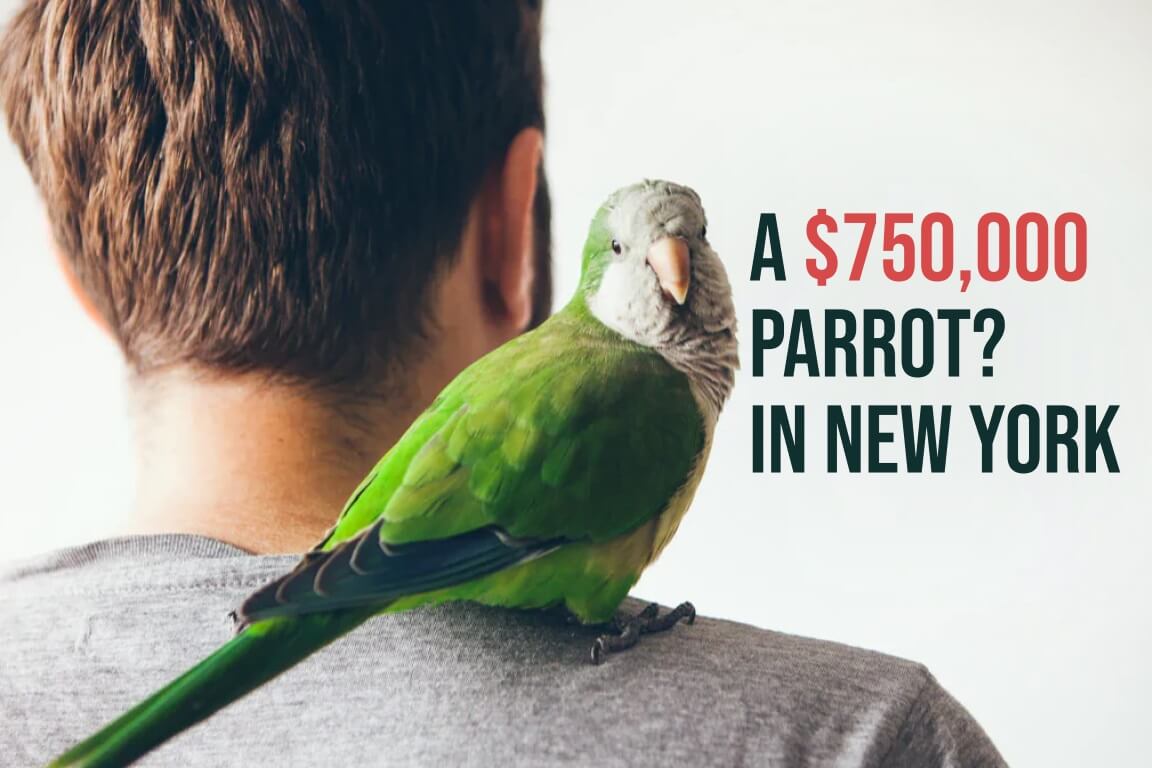 a-750000-parrot.jpg